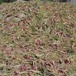 Allium cepa Fruto