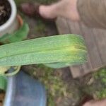 Allium porrum Leaf