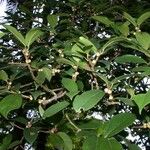 Ficus colubrinae Ostalo