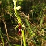 Ophrys insectifera Kukka