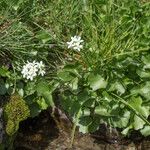 Cardamine asarifolia Celota