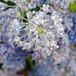 Ceanothus thyrsiflorus Flower