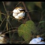 Gossypium hirsutum Fruit