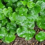 Campanula carpatica Leaf