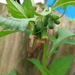 Crassocephalum crepidioides Blüte