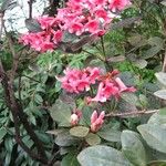 Rhododendron dielsianum Flower