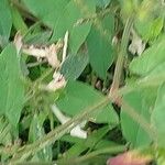 Galeopsis segetum Corteza