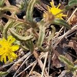 Pulicaria arabica Likasa