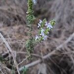 Satureja cuneifolia Floro