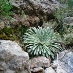 Saxifraga longifolia Blad