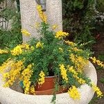 Genista canariensis Natur