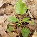 Viola arvensis Blatt