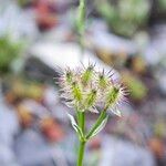 Caucalis platycarpos Mbuma