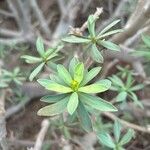 Euphorbia balsamifera (Leaf)