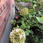 Viburnum carlesii Flower