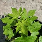 Humulus scandens Листок