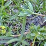 Alchemilla pentaphyllea Άλλα