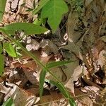 Phlox pilosa Leaf