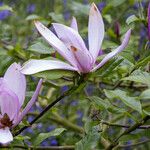 Magnolia liliiflora Blomst