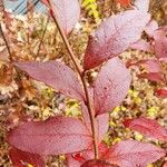 Vaccinium angustifolium Folha