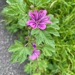 Malva sylvestrisFleur