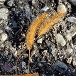 Setaria viridis ഫലം