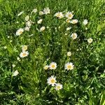 Leucanthemum heterophyllum 花