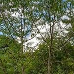Zanthoxylum coco Hábito