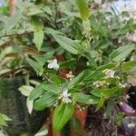 Gibasis geniculata Blomst