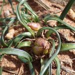 Colchicum filifolium পাতা
