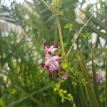Fumaria muralis Blomst