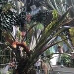 Billbergia macrocalyx Hoja