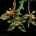 Phalaenopsis cornu-cervi Цвят