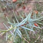 Juniperus oxycedrus Лист