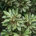 Aglaia elaeagnoidea Deilen