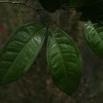 Tetraberlinia bifoliolata Blatt