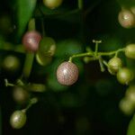 Clausena excavata Fruit