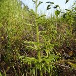 Lycopodiella cernua Foglia