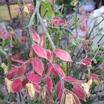 Euphorbia bracteata Leaf