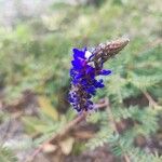 Dalea coerulea Flor