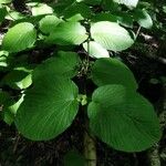 Viburnum lantanoides Leaf