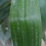 Dracaena angustifolia Blatt