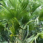 Livistona australis Likasa