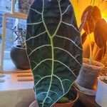 Alocasia longiloba Blatt