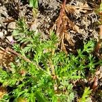 Erodium cicutarium Leaf