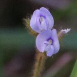 Calopogonium mucunoides Květ