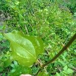 Smilax rotundifolia Leaf