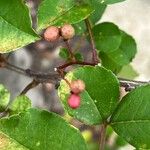 Pistacia chinensis Fruit