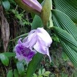 Sobralia rosea Virág