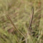 Dichanthium aristatum Fruchs